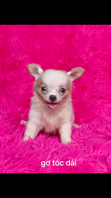 Chihuahua lông dài cái sữa vàng. Mua bán Chó tại Quận 8 Tp Hồ Chí Minh được đăng bởi Chihuahua nhà ZoZo hình 1