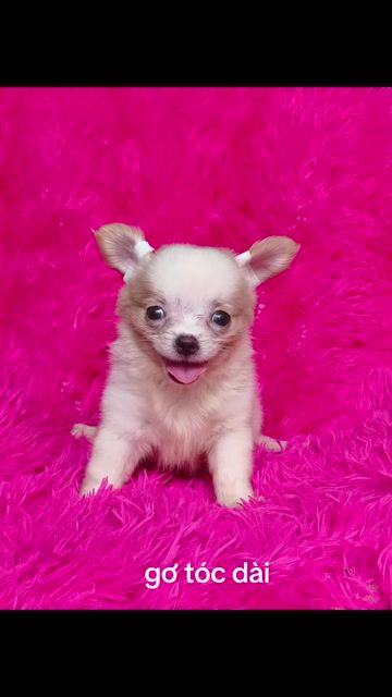 Chihuahua lông dài cái sữa vàng. Mua bán Chó tại Quận 8 Tp Hồ Chí Minh được đăng bởi Chihuahua nhà ZoZo hình 1