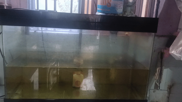 Bể cá cảnh 80x40x50cm còn tốt. Mua bán Phụ kiện, Thức ăn, Dịch vụ tại Quận 8 Tp Hồ Chí Minh được đăng bởi Khổng phú thủy tiên hình 1
