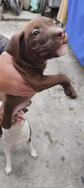Chó Pitbull  cái 2 tháng đã tiêm. Mua bán Chó tại Thành phố Thanh Hóa Thanh Hóa được đăng bởi Qkh hình 1