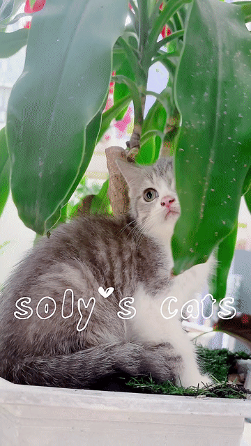 Mèo ALN yếm trắng xinh xắn. Mua bán Mèo tại Huyện Hóc Môn Tp Hồ Chí Minh được đăng bởi SOLY CATS hình 1