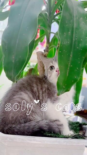 Mèo ALN yếm trắng xinh xắn. Mua bán Mèo tại Huyện Hóc Môn Tp Hồ Chí Minh được đăng bởi SOLY CATS hình 1