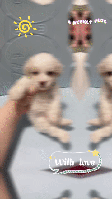 Chó Poodle Ticup đực đã tiêm mũi 1. Mua bán Chó tại Huyện Châu Thành Tiền Giang được đăng bởi Tú  hình 1