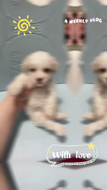 Chó Poodle Ticup đực đã tiêm mũi 1. Mua bán Chó tại Huyện Châu Thành Tiền Giang được đăng bởi Tú  hình 1