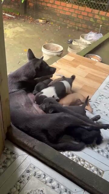 Chó con Tơ. Mua bán Chó tại Thị xã Phú Mỹ Bà Rịa - Vũng Tàu được đăng bởi Thanh Thuý hình 1