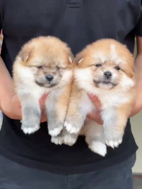 Chó Phốc Sóc thuần chủng. Mua bán Chó tại Quận Cẩm Lệ Đà Nẵng được đăng bởi Nguyễn Hữu Anh Vũ hình 1