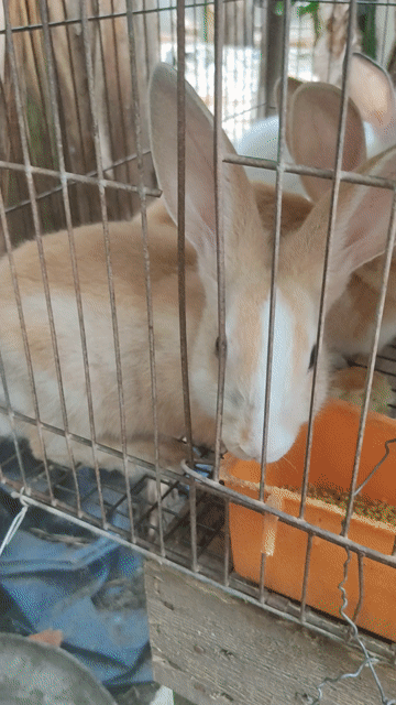 Bán thỏ con, thỏ thịt. Mua bán Thú cưng khác tại Thành phố Thủ Đức Tp Hồ Chí Minh được đăng bởi Thỏ Thủ Đức  hình 1