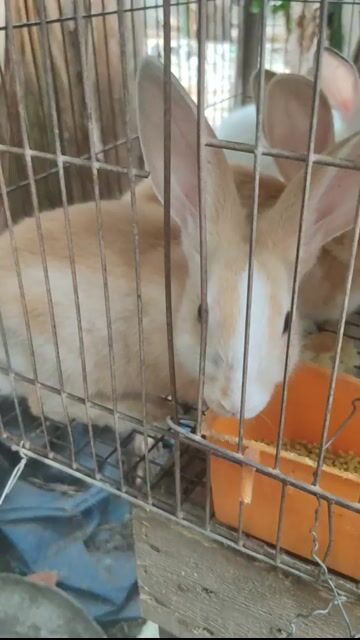 Bán thỏ con, thỏ thịt. Mua bán Thú cưng khác tại Thành phố Thủ Đức Tp Hồ Chí Minh được đăng bởi Thỏ Thủ Đức  hình 1