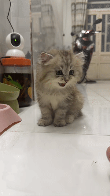 Mèo Vàng kem. Mua bán Mèo tại Thị xã Tân Uyên Bình Dương được đăng bởi Nguyễn Ngọc Trâm hình 1