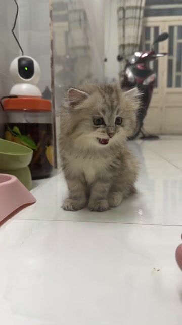 Mèo Vàng kem. Mua bán Mèo tại Thị xã Tân Uyên Bình Dương được đăng bởi Nguyễn Ngọc Trâm hình 1
