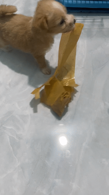 Chó Poodle lai Nhật 2 tháng nhiều màu. Mua bán Chó tại Quận Hải Châu Đà Nẵng được đăng bởi Trần hình 1