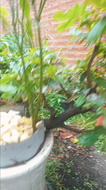 Mai dáng bonsai . Mua bán Cây cảnh, đồ trang trí tại Thành phố Thủ Dầu Một Bình Dương được đăng bởi Cay và Đắng hình 1