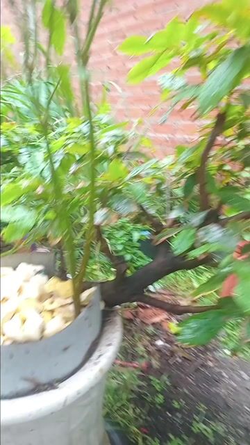 Mai dáng bonsai . Mua bán Cây cảnh, đồ trang trí tại Thành phố Thủ Dầu Một Bình Dương được đăng bởi Cay và Đắng hình 1