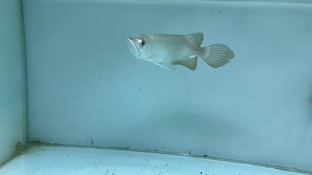 Cá cảnh Kim Long. Mua bán Thú cưng khác tại Quận 7 Tp Hồ Chí Minh được đăng bởi Huy Mập Abino hình 1