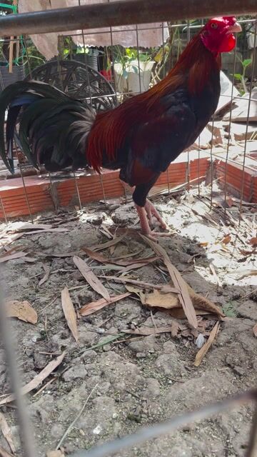 gà tre trạng 1.6ky. Mua bán Gà tại Huyện Cần Đước Long An được đăng bởi Nhân nguyên hình 1