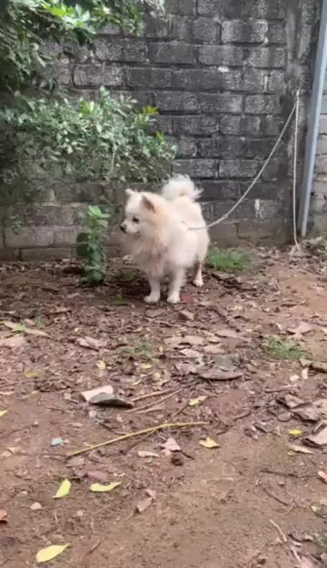 Chó Phốc Sóc đực. Mua bán Chó tại Huyện Thường Tín Hà Nội được đăng bởi Tùng Tín hình 1