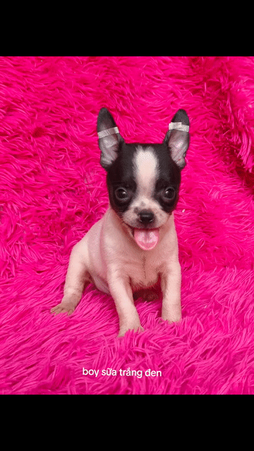 Chó Chihuahua bò sữa đóm gấu trúc. Mua bán Chó tại Quận 8 Tp Hồ Chí Minh được đăng bởi ZoZo House Chihuahua hình 1