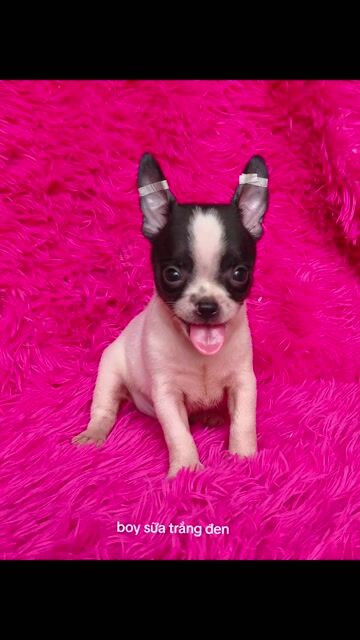Chó Chihuahua bò sữa đóm gấu trúc. Mua bán Chó tại Quận 8 Tp Hồ Chí Minh được đăng bởi ZoZo House Chihuahua hình 1