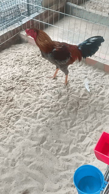 Top gà tơ 2k9 - 3k5. Mua bán Gà tại Huyện Củ Chi Tp Hồ Chí Minh được đăng bởi Gà đá củ chi hình 1