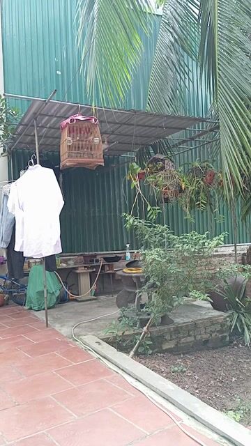 Chim Chào Mào Thuần Không Tật Lỗi. Mua bán Chim tại Huyện Hoài Đức Hà Nội được đăng bởi Hoàng Dung  hình 1