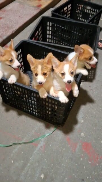 (*)AI CORGI ĐI ! Ở ĐÂY CÓ CORGI XINH ĐẤY Ạ. Mua bán Chó tại Quận Đống Đa Hà Nội được đăng bởi Tùng Lâm corgi hình 2