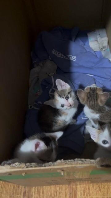 4 bé mèo ta hơn 2 tháng cần bán 150k 1 bé rất xinh. Mua bán Mèo tại Quận Thanh Xuân Hà Nội được đăng bởi P N Ngọc hình 1