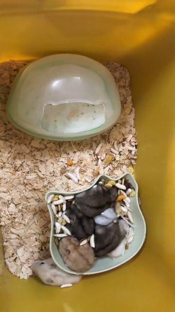 Hamster winter white. Mua bán Thú cưng khác tại Quận Gò Vấp Tp Hồ Chí Minh được đăng bởi Như Quỳnh hình 1