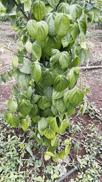 Tiêu giống Srilanka 1 năm tuổi 500 gốc khỏe. Mua bán Cây cảnh, đồ trang trí tại Thành phố Biên Hòa Đồng Nai được đăng bởi Linh Nguyễn hình 1