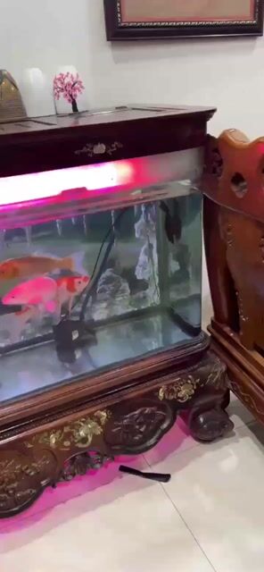 Bể cá cảnh gỗ khảm trai 1.5m. Mua bán Phụ kiện, Thức ăn, Dịch vụ tại Huyện Đông Anh Hà Nội được đăng bởi TRỊNH NGUYỄN hình 1