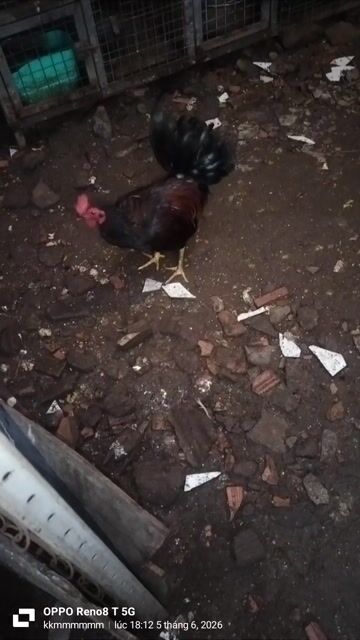 Gà tơ trống Đen, đỏ, xanh. Mua bán Gà tại Thành phố Thủ Đức Tp Hồ Chí Minh được đăng bởi Chitai Bui hình 1