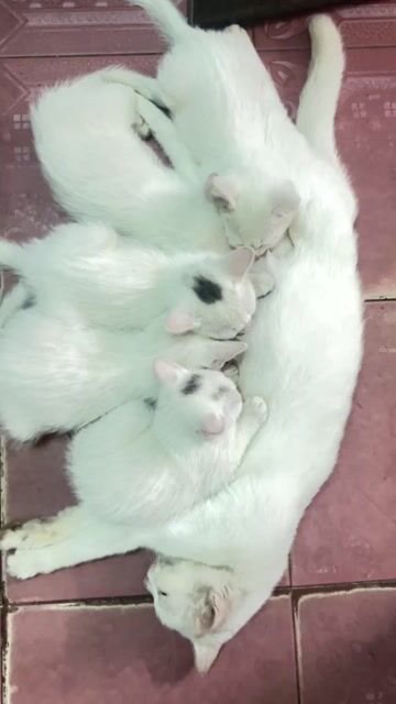 Mèo lai Trắng. Mua bán Mèo tại Huyện Gia Lâm Hà Nội được đăng bởi sóng biển hình 1