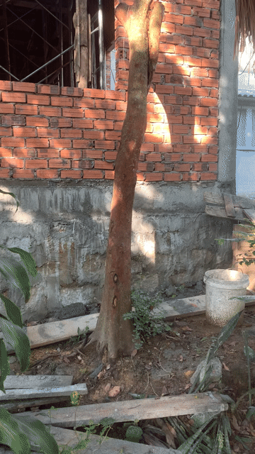 Cây Bồ Quân 20cm 2m4 đã cho trái. Mua bán Cây cảnh, đồ trang trí tại Huyện Quế Sơn Quảng Nam được đăng bởi Cô Cô hình 1