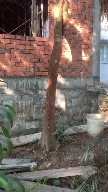 Cây Bồ Quân 20cm 2m4 đã cho trái. Mua bán Cây cảnh, đồ trang trí tại Huyện Quế Sơn Quảng Nam được đăng bởi Cô Cô hình 1