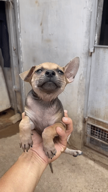 Chó Phú Quốc cái 3 tháng Lưỡi đốm. Mua bán Chó tại Huyện Hóc Môn Tp Hồ Chí Minh được đăng bởi Duy Quốc hình 1
