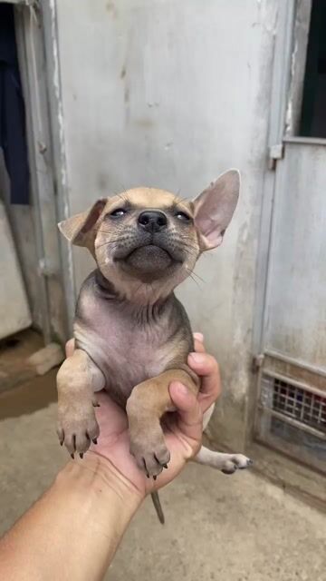 Chó Phú Quốc cái 3 tháng Lưỡi đốm. Mua bán Chó tại Huyện Hóc Môn Tp Hồ Chí Minh được đăng bởi Duy Quốc hình 1