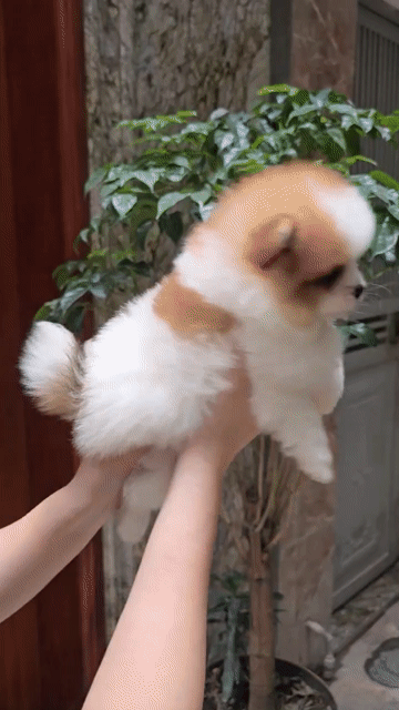 Chó Phốc Sóc mini Nâu trắng/Nâu đã tiêm phòng. Mua bán Chó tại Quận Tân Bình Tp Hồ Chí Minh được đăng bởi Minh vương hình 1