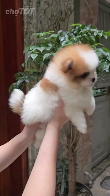 Chó Phốc Sóc mini Nâu trắng/Nâu đã tiêm phòng. Mua bán Chó tại Quận Tân Bình Tp Hồ Chí Minh được đăng bởi Minh vương hình 1