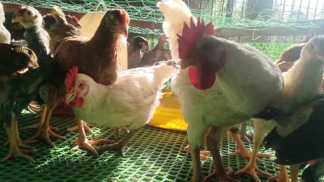 Gà con giống 8-9 lạng 40 con. Mua bán Gà tại Thành phố Dĩ An Bình Dương được đăng bởi Vu Tho hình 1