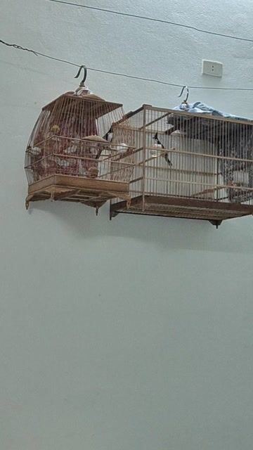 chim bổi  2 con. Mua bán Chim tại Quận Sơn Trà Đà Nẵng được đăng bởi Đoàn Văn Tâm hình 1