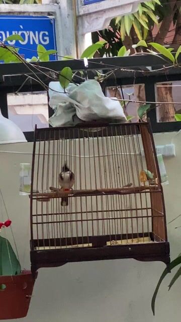 Chim chào mào mùa đầu không tật lỗi. Mua bán Chim tại Quận Sơn Trà Đà Nẵng được đăng bởi Tín hình 1