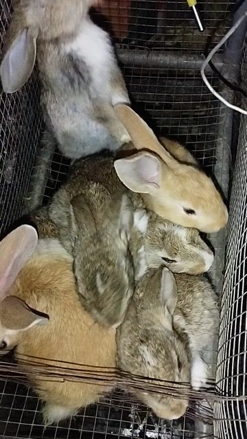 Thỏ con gần 1 tháng tuổi. Mua bán Thú cưng khác tại Quận Liên Chiểu Đà Nẵng được đăng bởi nguyễn quốc hình 1