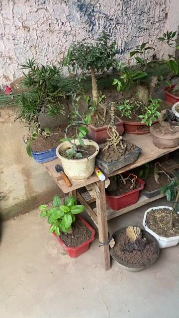 Cây cảnh Bonsai. Mua bán Cây cảnh, đồ trang trí tại Huyện An Lão Hải Phòng được đăng bởi Hải Bèo hình 1