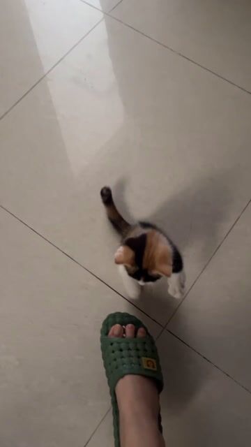 Mèo Tam thể chân ngắn. Mua bán Mèo tại Quận 10 Tp Hồ Chí Minh được đăng bởi A Mộng  hình 1