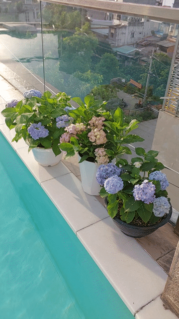 Cây cảnh Cẩm tú cầu nhiều màu. Mua bán Cây cảnh, đồ trang trí tại Quận Tân Bình Tp Hồ Chí Minh được đăng bởi Hoài An hình 1
