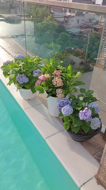 Cây cảnh Cẩm tú cầu nhiều màu. Mua bán Cây cảnh, đồ trang trí tại Quận Tân Bình Tp Hồ Chí Minh được đăng bởi Hoài An hình 1