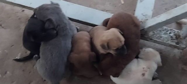 Chó ta con Đen, xám, nâu, trắng. Mua bán Chó tại Huyện Châu Thành Tiền Giang được đăng bởi thanh thai hình 1