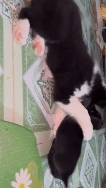 Chó Border Collie Cái Đen trắng đã tiêm 3 mũi. Mua bán Chó tại Thành phố Thủ Đức Tp Hồ Chí Minh được đăng bởi Hào Nguyễn hình 1