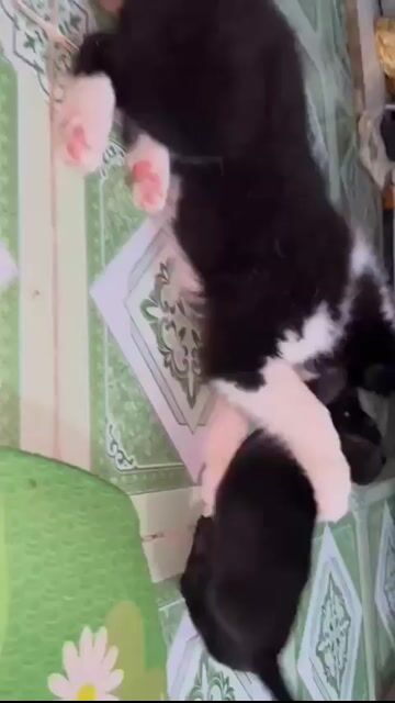 Chó Border Collie Cái Đen trắng đã tiêm 3 mũi. Mua bán Chó tại Thành phố Thủ Đức Tp Hồ Chí Minh được đăng bởi Hào Nguyễn hình 1