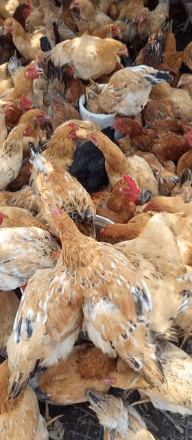 Gà ta thả vườn 1 ngày tuổi. Mua bán Gà tại Huyện Củ Chi Tp Hồ Chí Minh được đăng bởi Tai Nghiem hình 1