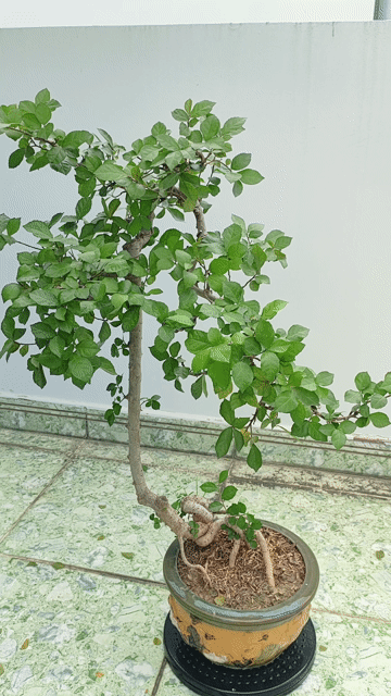 Cây cảnh bonsai Hoàng Anh Mộc dáng đổ. Mua bán Cây cảnh, đồ trang trí tại Quận Gò Vấp Tp Hồ Chí Minh được đăng bởi Bình Minh hình 1